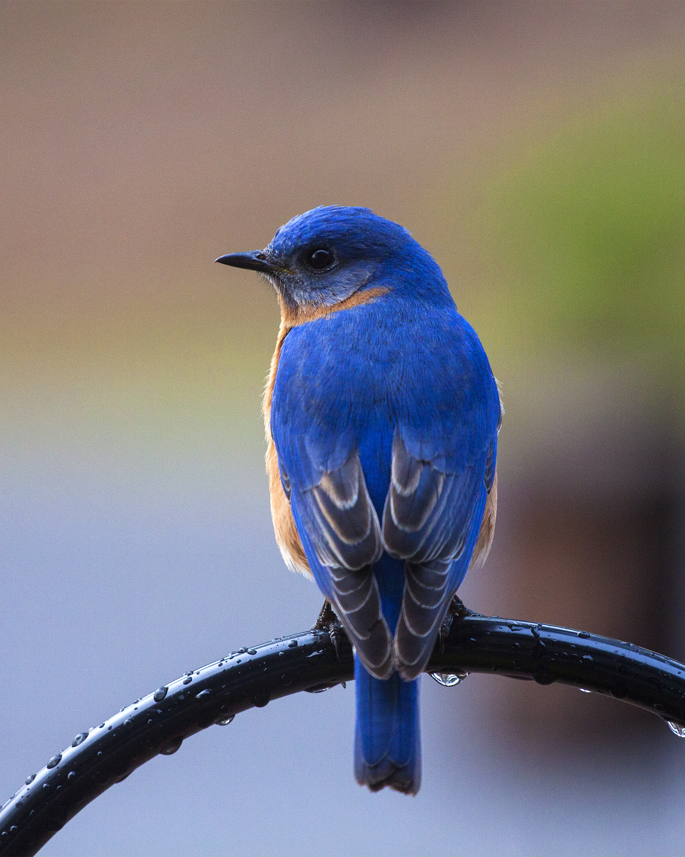 Blue bird image