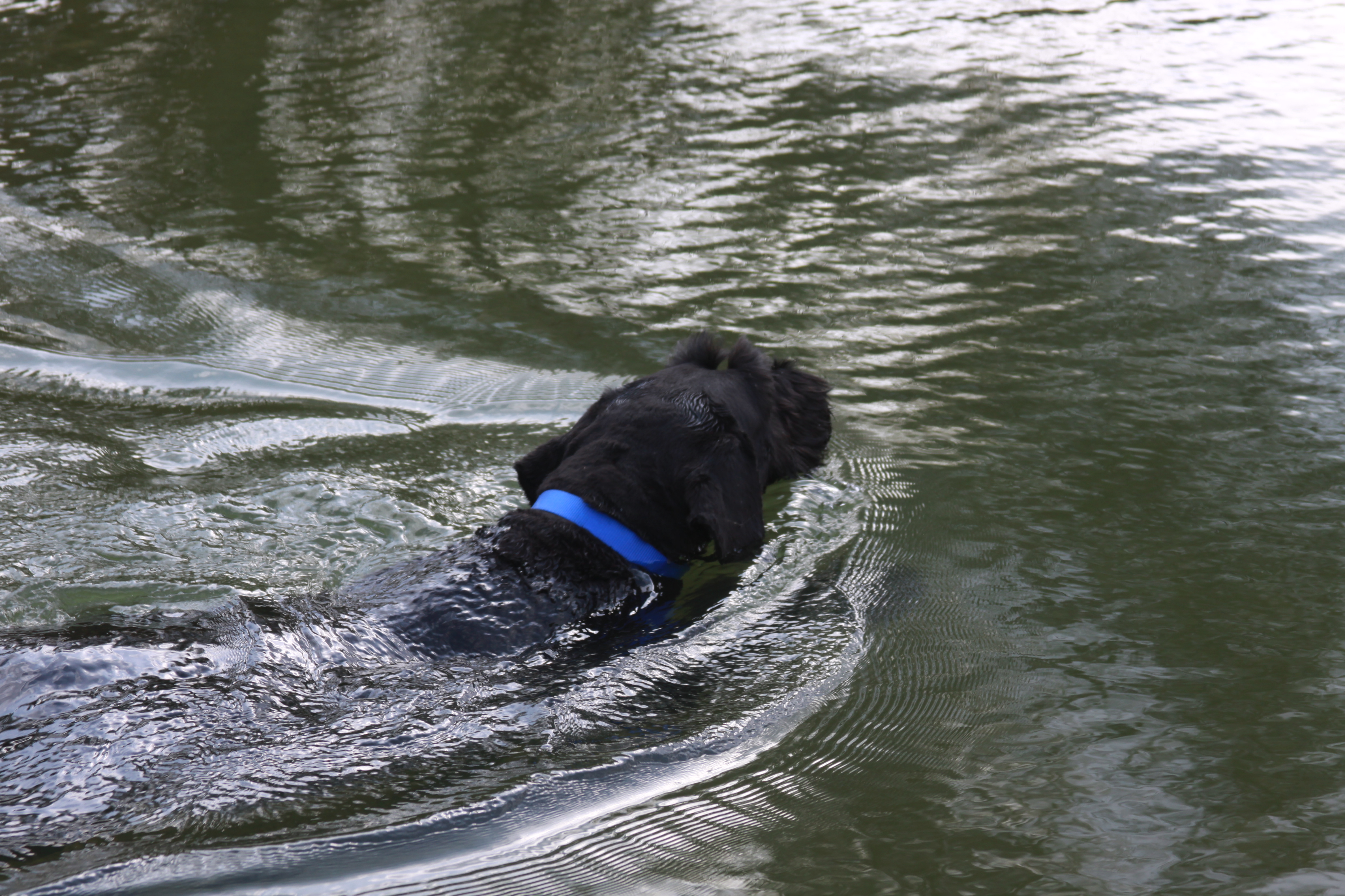 Image of Boaz swimming