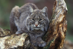 An image of a bobcat