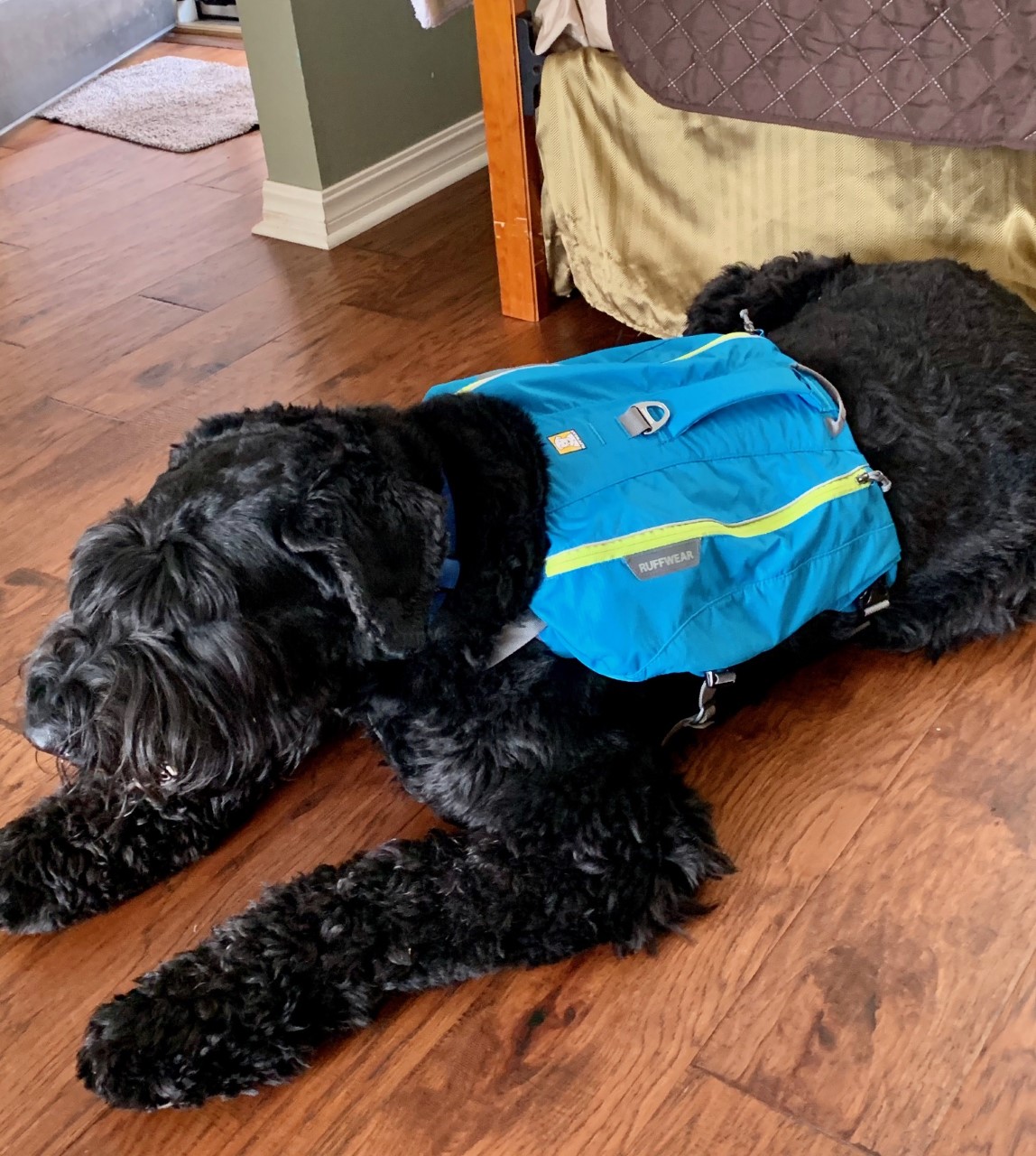 Image of dog, Boaz, with backpack