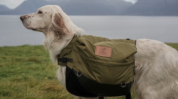 Image of dog with backpack