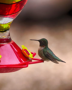 Image of ruby throated hummingbird