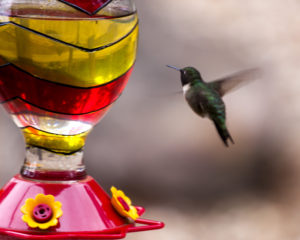 Image of hummingbird at feeder