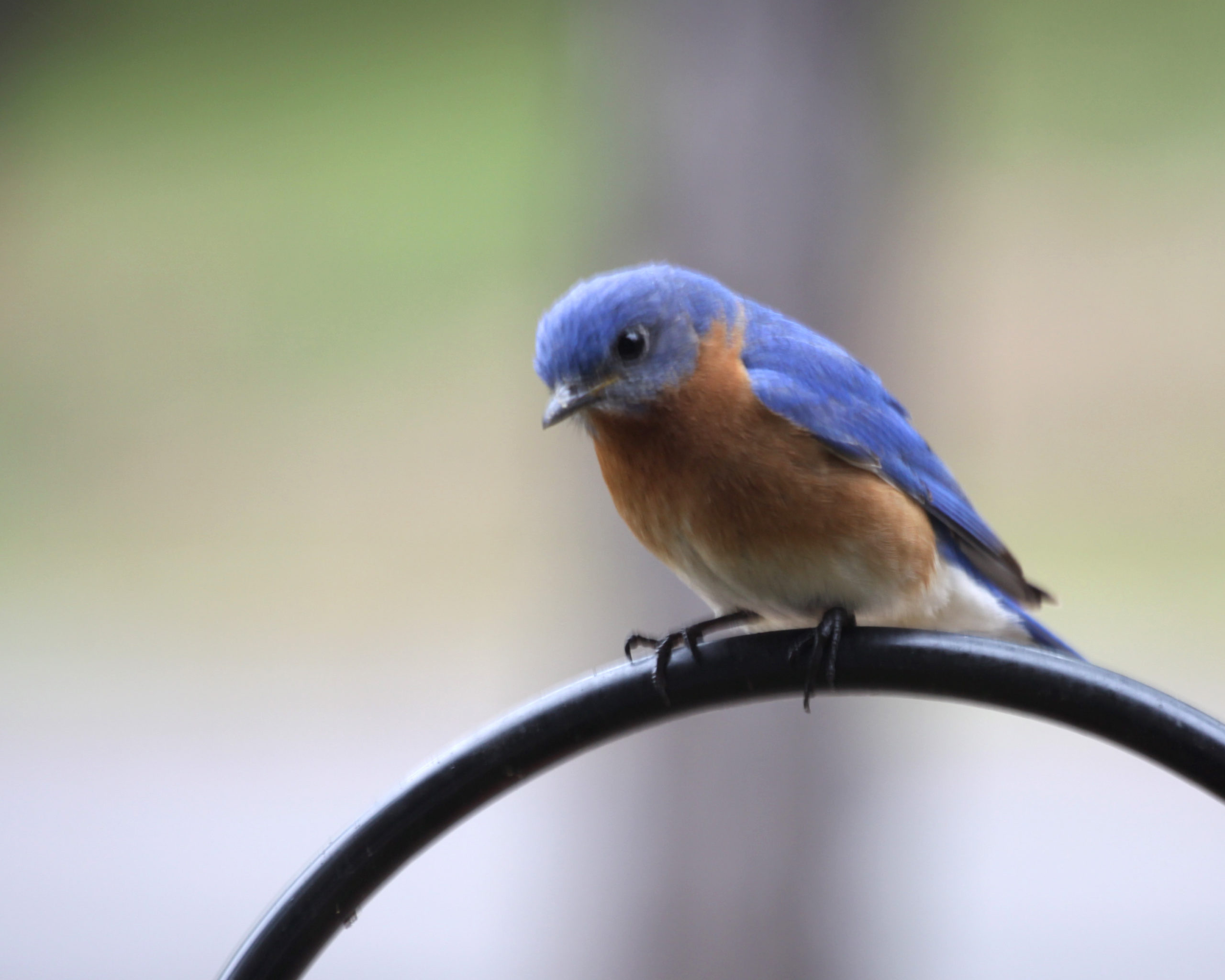 Image of bluebird