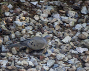 Image of Mourning Dove