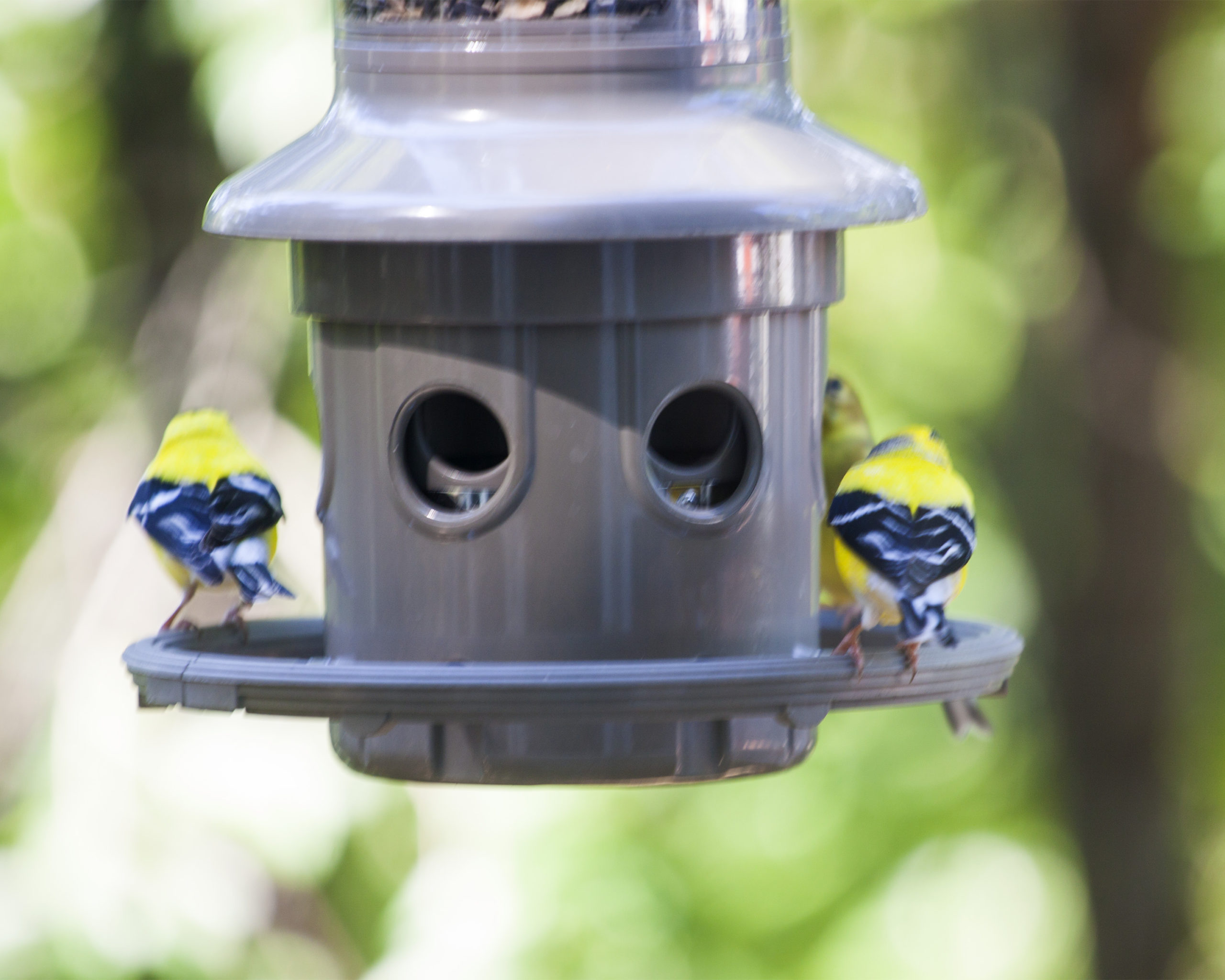 Image of gold finches on feeder