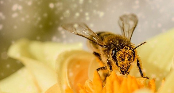 Image of a bee on a flower with pollen in the air