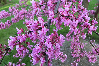 Image of a cluster of red bud blossoms